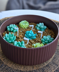 Succulent Garden