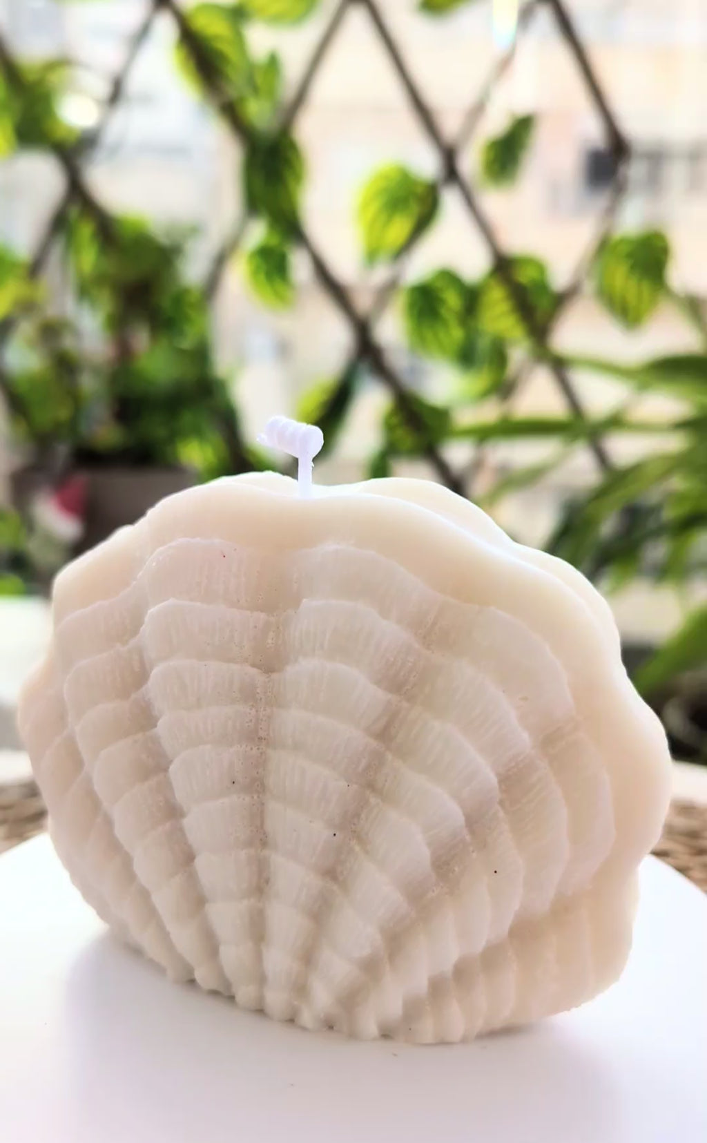 Seashell